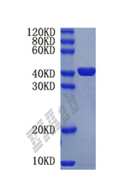 Mouse Arg1 Protein