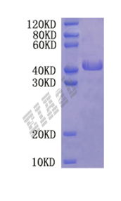 Mouse Crh Protein