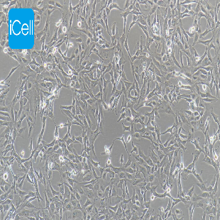 Calu-1 人肺癌细胞