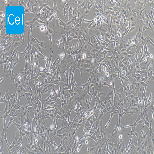 Calu-1 人肺癌细胞