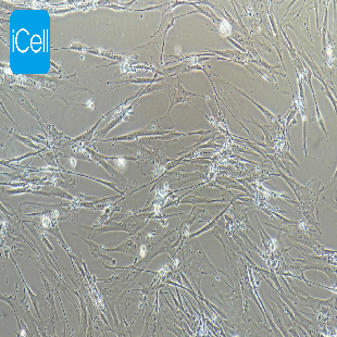 HFL1 人胚肺成纤维细胞（有限细胞系）