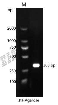 Human CD63 Protein