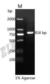 Human CD274 Protein