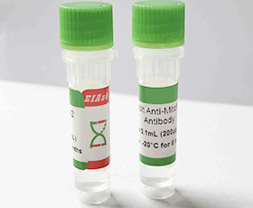 Donkey Anti-Mouse IgG(H+L)  NL557-conjugate Antibody