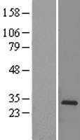 Prohibitin(PHB) (NM_002634) Human Tagged ORF Clone
