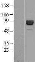HSP70-1A(HSPA1A) (NM_005345) Human Tagged ORF Clone