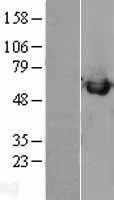 Calreticulin(CALR) (NM_004343) Human Tagged ORF Clone
