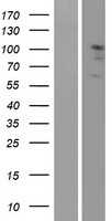 Eph receptor A2(EPHA2) (NM_004431) Human Tagged ORF Clone