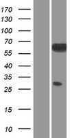 SRC (NM_005417) Human Tagged ORF Clone