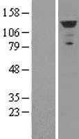 MDA5(IFIH1) (NM_022168) Human Tagged ORF Clone