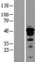 FOXA2 (NM_153675) Human Tagged ORF Clone