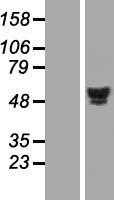 HNF 4 alpha(HNF4A) (NM_000457) Human Tagged ORF Clone