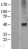 GABA A Receptor alpha 1(GABRA1) (NM_000806) Human Tagged ORF Clone