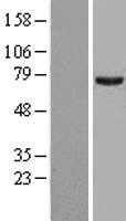 PRMT5 (NM_006109) Human Tagged ORF Clone
