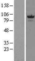 HSP90AA1 (NM_005348) Human Tagged ORF Clone