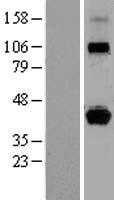 HLAG(HLA-G) (NM_002127) Human Tagged ORF Clone
