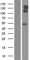 Neurofascin(NFASC) (NM_001160331) Human Tagged ORF Clone