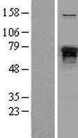 Neurofilament(NEFL) (NM_006158) Human Tagged ORF Clone