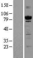 GPIP137(CAPRIN1) (NM_005898) Human Tagged ORF Clone