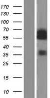 CDC25A (NM_001789) Human Tagged ORF Clone