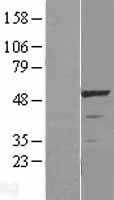 LKB1(STK11) (NM_000455) Human Tagged ORF Clone