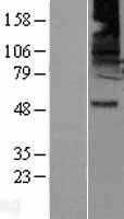 GABA A Receptor beta 2(GABRB2) (NM_000813) Human Tagged ORF Clone