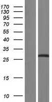 SC35(SRSF2) (NM_003016) Human Tagged ORF Clone
