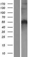 Beclin 1(BECN1) (NM_003766) Human Tagged ORF Clone