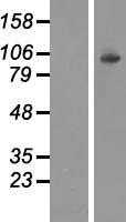 Hexokinase 1(HK1) (NM_000188) Human Tagged ORF Clone