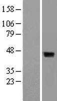 DUSP4 (NM_001394) Human Tagged ORF Clone