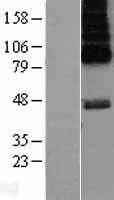 5HT6 Receptor(HTR6) (NM_000871) Human Tagged ORF Clone