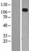 Natriuretic Peptide Receptor A(NPR1) (NM_000906) Human Tagged ORF Clone