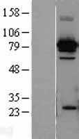 Hsc70(HSPA8) (NM_006597) Human Tagged ORF Clone