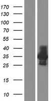 CD33 (NM_001082618) Human Tagged ORF Clone