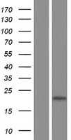 DDIT3 (NM_001195053) Human Tagged ORF Clone