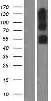 SERINC2 (NM_178865) Human Tagged ORF Clone