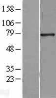 HNF1 alpha(HNF1A) (NM_000545) Human Tagged ORF Clone