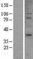 CD27 (NM_001242) Human Tagged ORF Clone