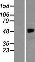 NCKAP1 (NM_013436) Human Tagged ORF Clone