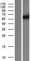 Cytochrome P450 3A4(CYP3A4) (NM_017460) Human Tagged ORF Clone