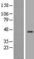 RHBL3(RHBDL3) (NM_138328) Human Tagged ORF Clone