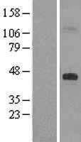 DHCR7 (NM_001360) Human Tagged ORF Clone