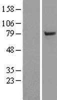 UBA2(UBA2) (NM_005499) Human Tagged ORF Clone