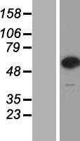 CPNE7 (NM_153636) Human Tagged ORF Clone