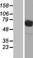 CD98(SLC3A2) (NM_002394) Human Tagged ORF Clone