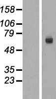 BASP1 (NM_006317) Human Tagged ORF Clone