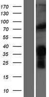MYF5 (NM_005593) Human Tagged ORF Clone