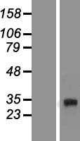 DcR3(TNFRSF6B) (NM_003823) Human Tagged ORF Clone