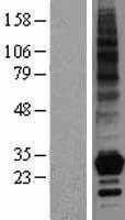 CD252(TNFSF4) (NM_003326) Human Tagged ORF Clone