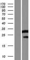 SERINC4 (NM_001033517) Human Tagged ORF Clone
